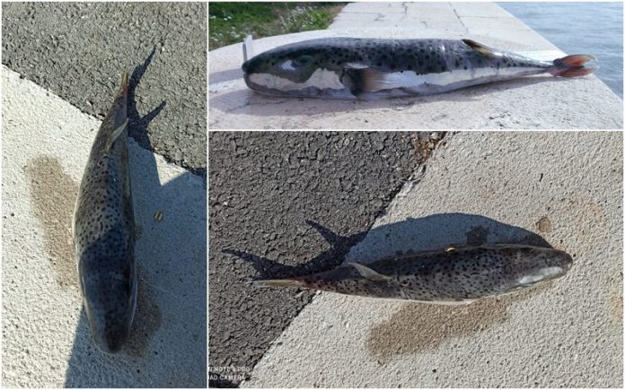 srebrenopruga napuhača