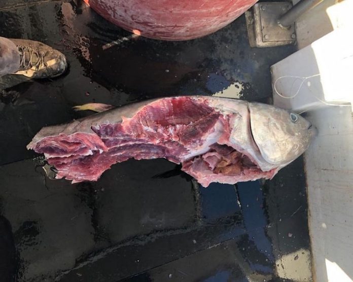 tuna-izgri-ena