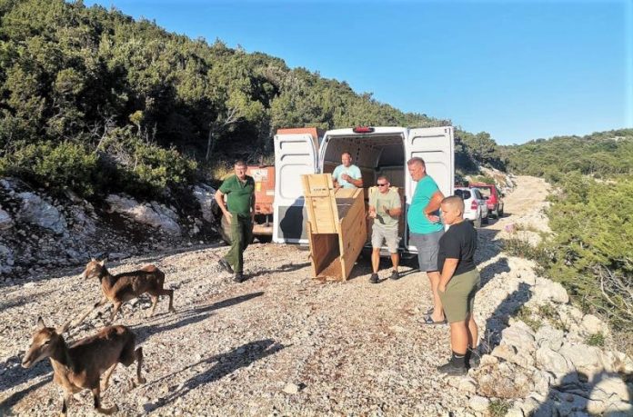 mufloni strizevo ploce