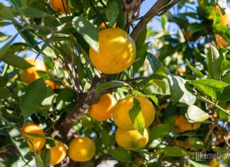 HRT: U Dolini Neretve propadaju tone mandarina