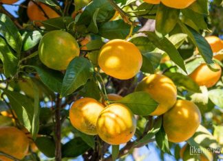Povjerenstvo preporučuje: Još nije vrijeme za početak berbe mandarina