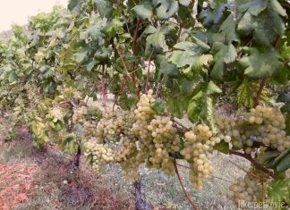OBAVIJEST! Vinogradarima upućen važan apel zbog američkog cvrčka