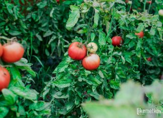 Potpore u poljoprivredi: Grad Metković podijelio gotovo 85 tisuća eura