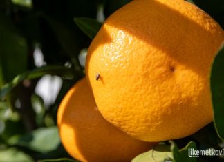 Nova strategija ili veliki rizik? Tko će braniti mandarine kad nestane “vojske” sterilnih kukaca?