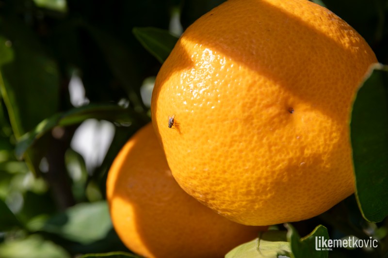 mandarina-vocna-muha-271024 (1)