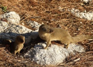 Stigao kao spas, a danas uništava Dalmaciju. Ovo je istina o ‘tihom ubojici‘…