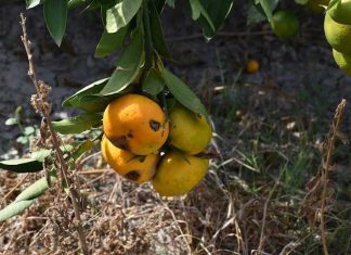 Apel za nastavak SIT programa: ključ opstanka neretvanskih voćara