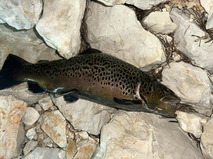 pastrva-peljeskimost