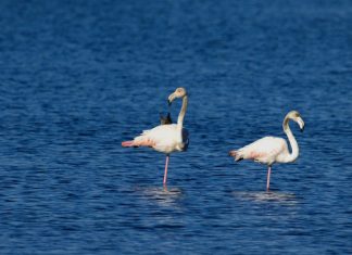 Dva plamenca ponovno na ušću Neretve