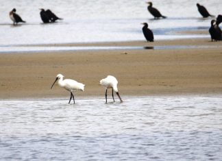 Zimsko prebrojavanje ptica: stanje na Neretvi po vrstama bolje, ali brojnost i dalje ispod očekivanja
