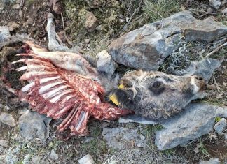 Vukovi su ponovno napali na području Vidonja