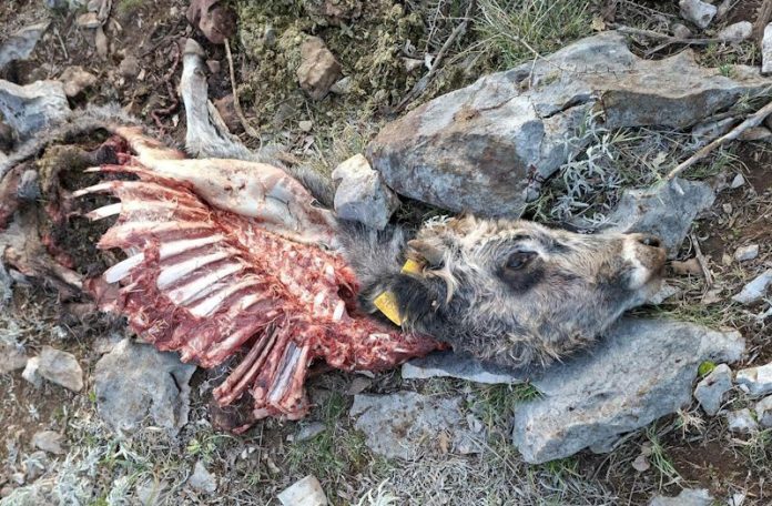 vuk-junica-vidonje-01-2026