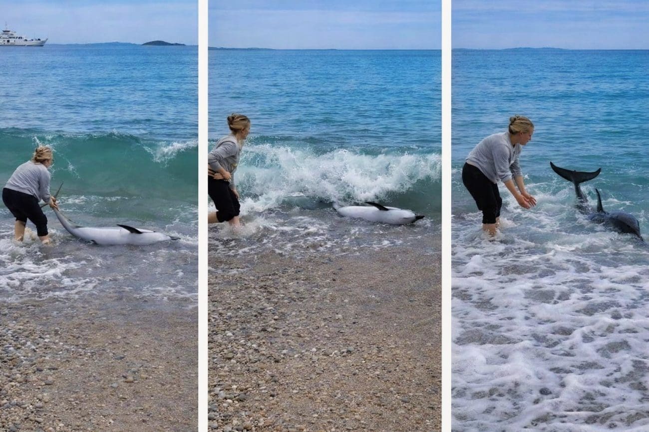 nasukani-dupin-orebic-1