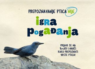 Koja je ovo ptica? Otvorene prijave za tečaj BirdID
