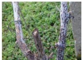 OBAVIJEST! Prevencija protiv gljivičnih bolesti koje uzrokuju sušenje i propadanje trsova vinove loze