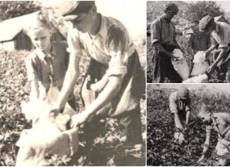 Ma koje manadrine! Kako je kukuruz u Dolini Neretve postao državni neprijatelj