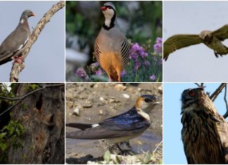 Bariša Ilić: “Boriti ćemo se za prirodu, jer priroda i čovjek su jedno”