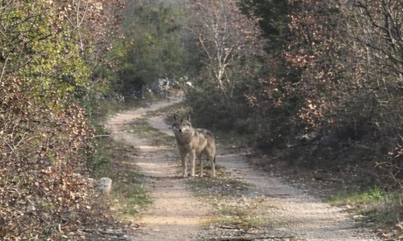 vuk-nova-sela-4-3-2026-