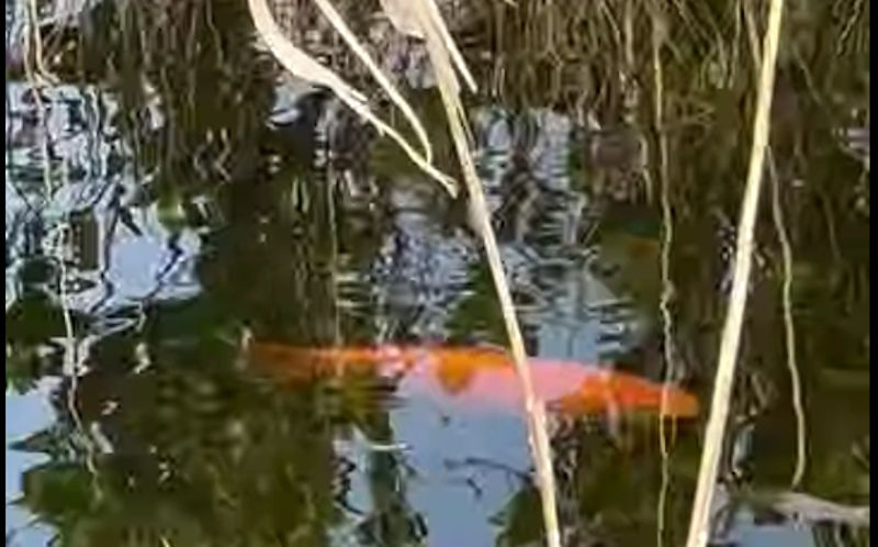 zlatna-ribica-jezero-kuti