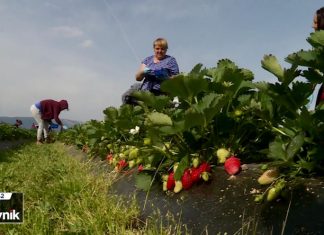 HRT: U Neretvanskoj dolini počela berba prvih jagoda