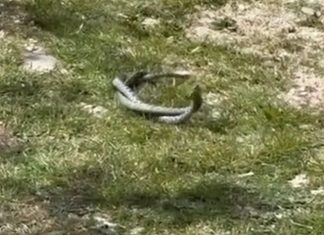 Fascinantno! Snimljen rijedak ljubavni ‘ples’ poskoka