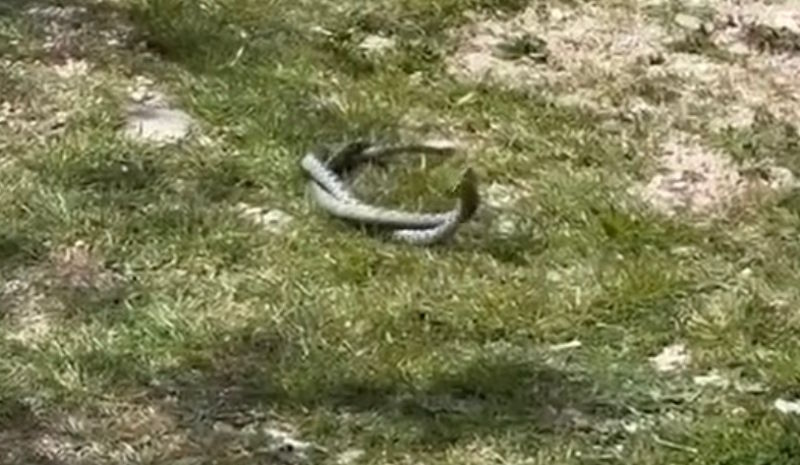 poskok-snimka-zaslona-dalmacijanews