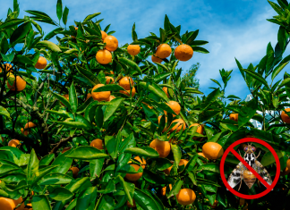 Nova strategija suzbijanja mediteranske voćne muhe – saznajte kako očuvati prinos i kvalitetu mandarina