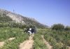 Usred bijela dana ušli u polje i obrali rajčice, kamere su sve snimile…