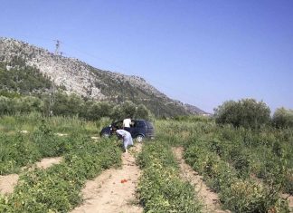 Usred bijela dana ušli u polje i obrali rajčice, kamere su sve snimile…