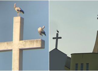 Neobičan prizor u Metkoviću: Četiri rode na crkvi sv. Nikole