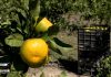 HRT: Počela berba mandarina u dolini Neretve, zbog suše očekuju manji urod