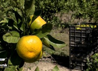 HRT: Počela berba mandarina u dolini Neretve, zbog suše očekuju manji urod