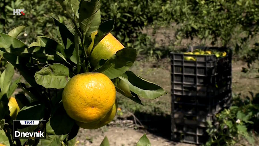 berba-mandarina