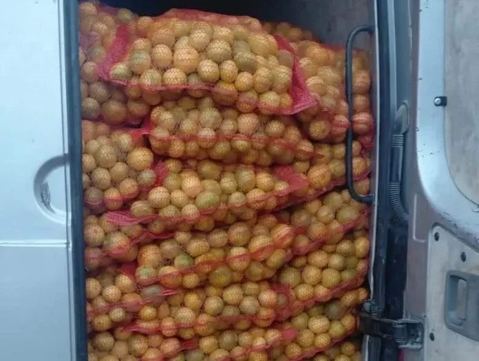 krijumcarenje-mandarine