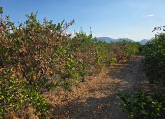 Opuzen traži proglašenje elementarne nepogode zbog suše: Šteta na agrumima najmanje 30 posto