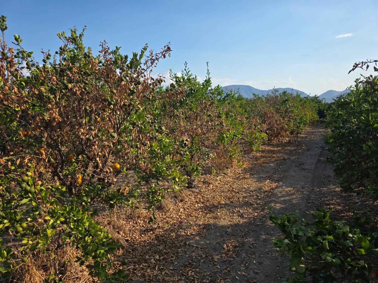 suša-agrumi-neretva