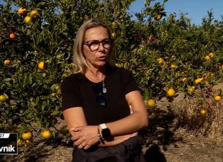 Berba mandarina pri kraju: Otkupne cijene padaju, proizvođači nezadovoljni